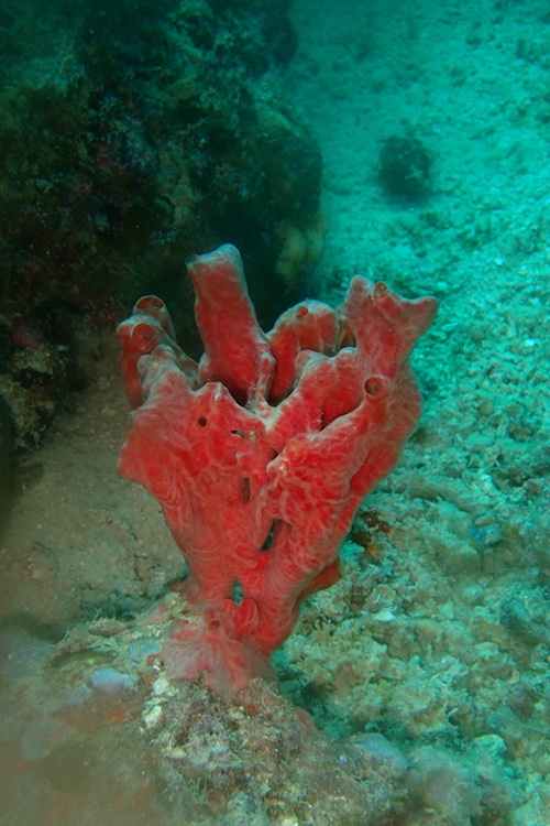 菲律宾科隆群岛游,菲律宾巴拉望科隆群岛自由行