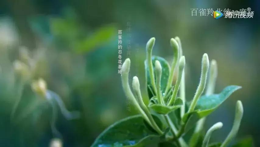 百雀羚简介视频,百雀羚的经典视频