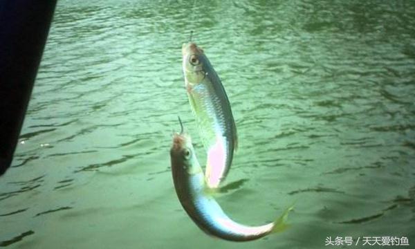 野钓大跑铅用多重的铅,野钓跑铅用什么钩最好