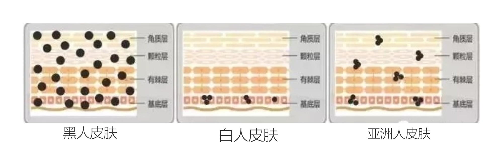 欧美护肤品适合亚洲人使用吗 (亚洲人适合日韩护肤品还是欧美的)