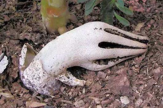 世界上最可怕的蘑菇形状,世界上最可怕的蘑菇排名