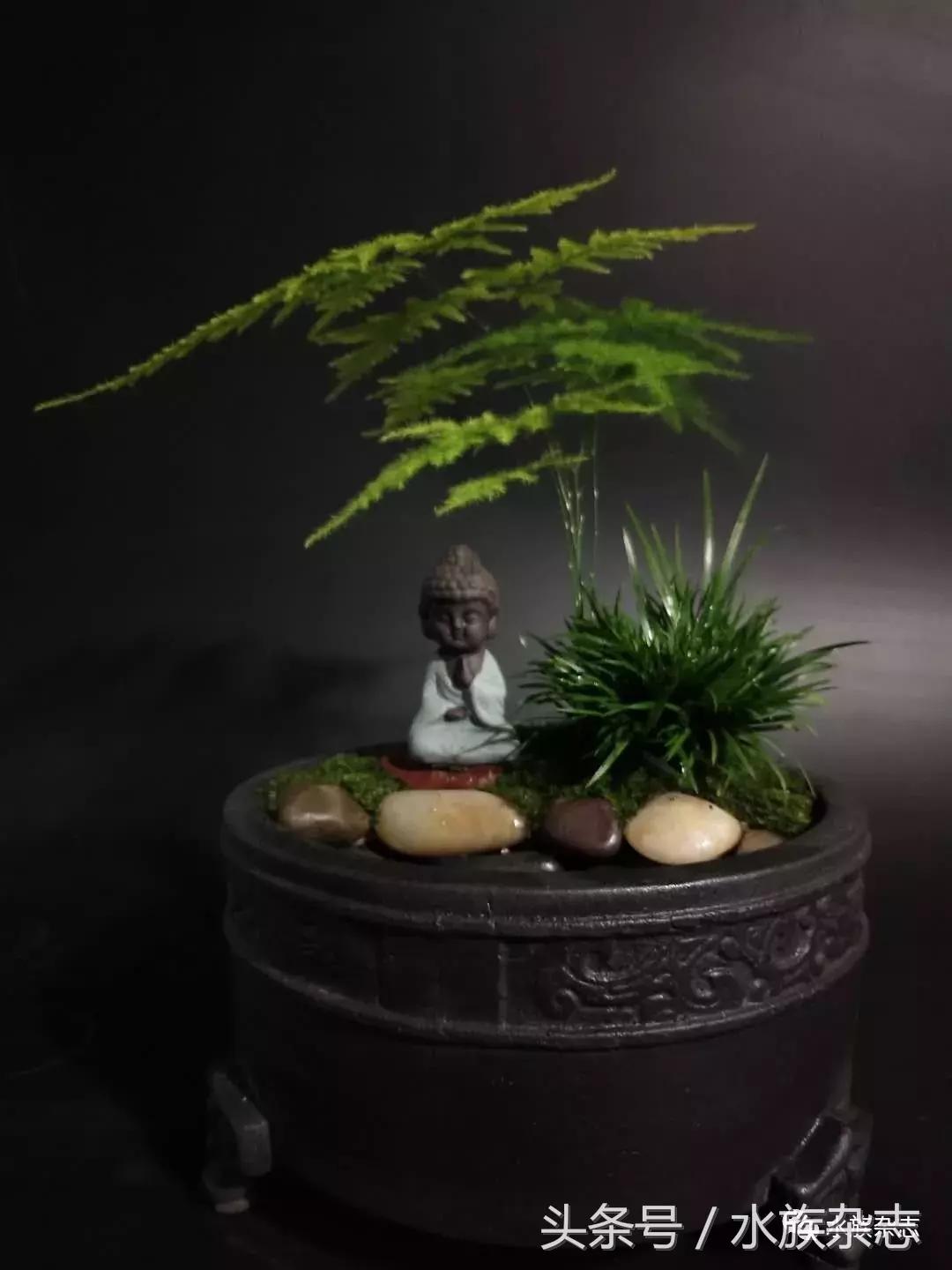 水陆雨林造景价格,水陆雨林造景之苔藓篇