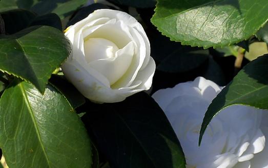 年收入百万的三大生肖女,四大生肖女早年越辛苦晚年越幸福