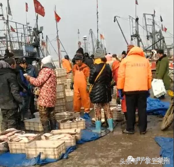 莱州三山岛有什么鱼,莱州三山岛渔港的鱼