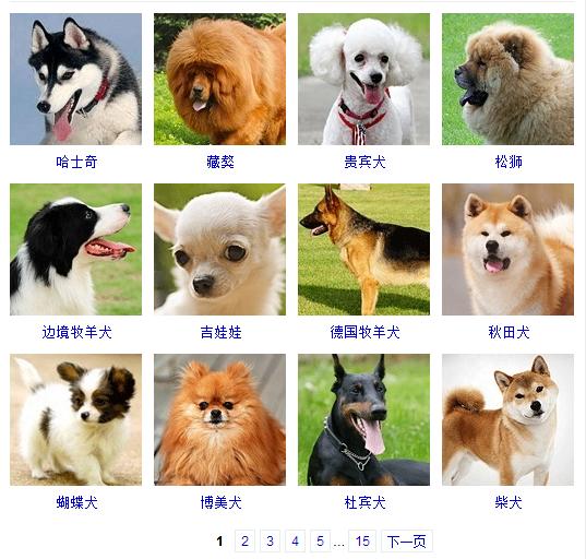 狗狗十大品种大全及图片,狗狗常见品种及图片名称