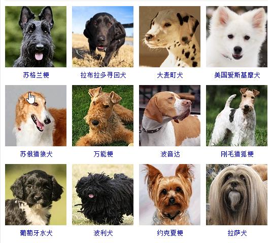 狗狗十大品种大全及图片,狗狗常见品种及图片名称