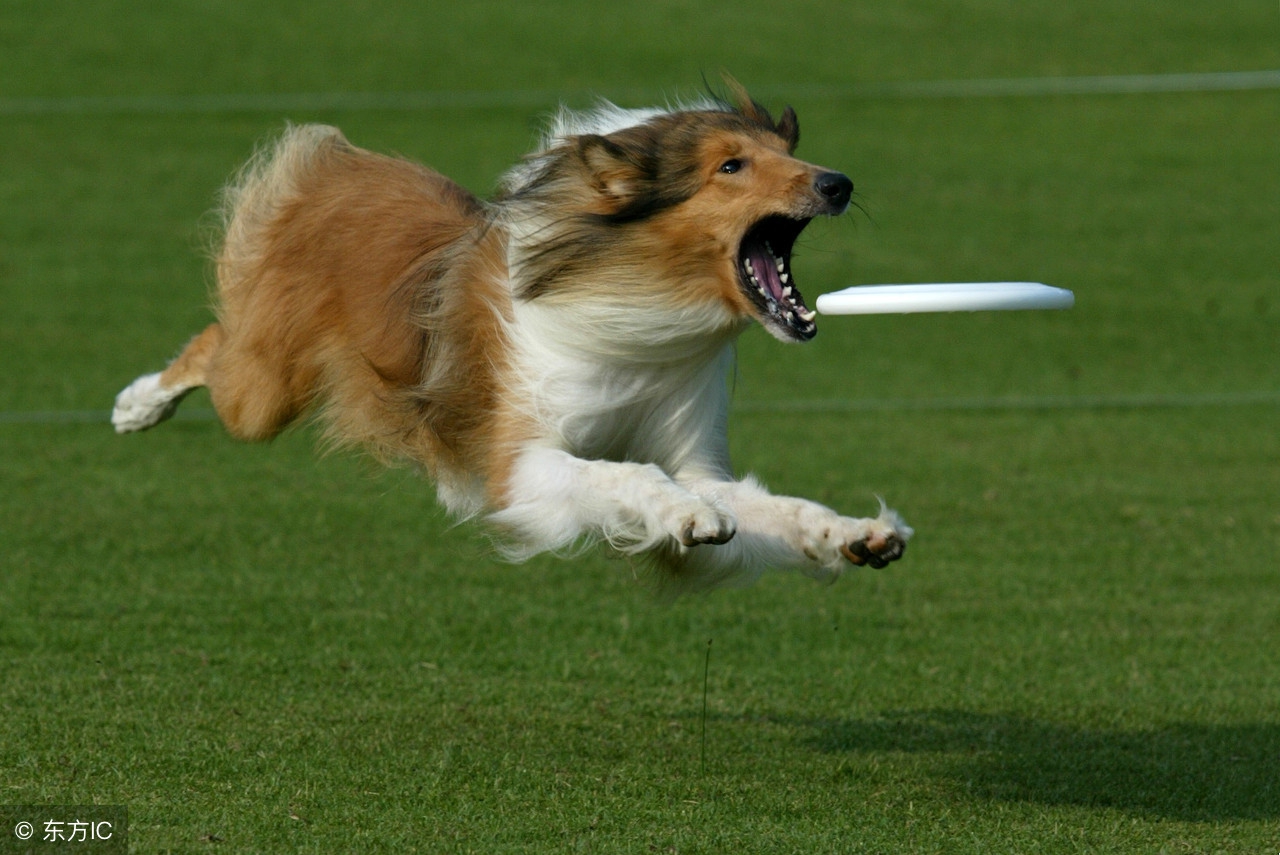 狗狗十大品种大全及图片,狗狗常见品种及图片名称