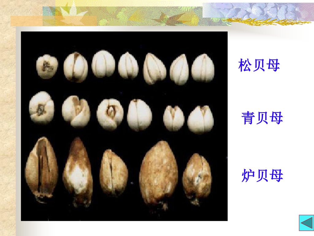 贝母止咳,贝母草药