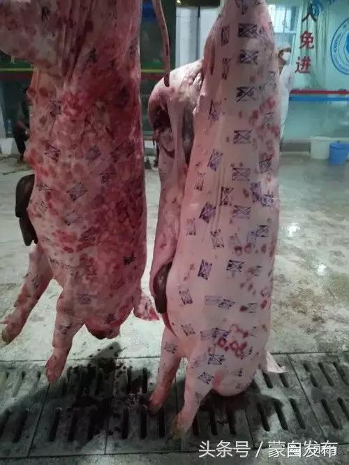 过年了,蒙自的这*猪种**肉千万别买!