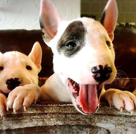 这年头，丑到极致也能红！牛头梗一颦一笑都像被谐星附体，超搞笑