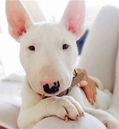 这年头，丑到极致也能红！牛头梗一颦一笑都像被谐星附体，超搞笑