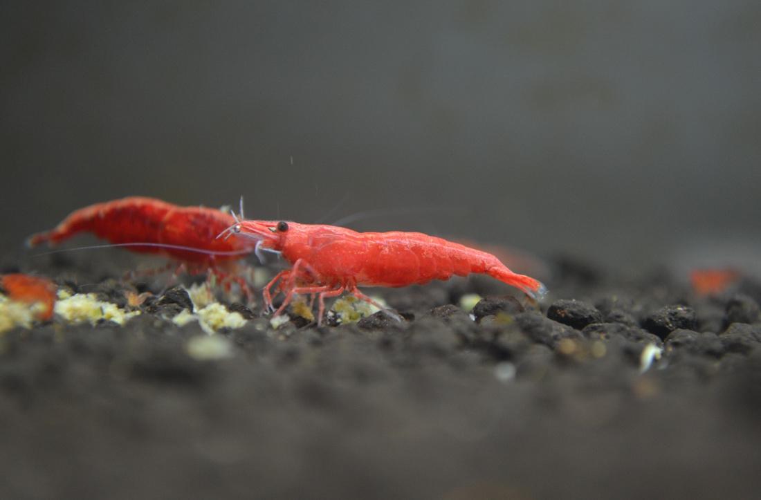 极火虾（水族箱完美搭档）