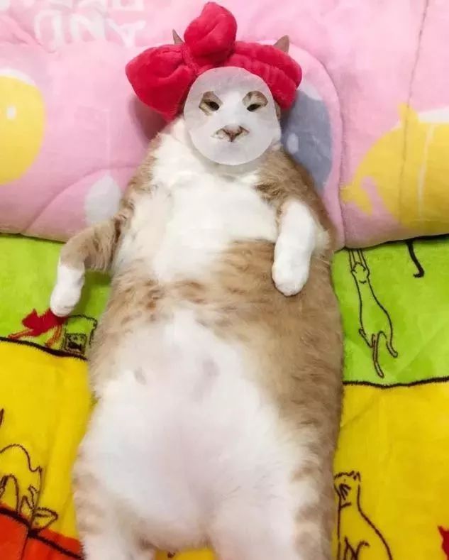 胖猫特别爱美，敷面膜的时候就像是一个小贵妇