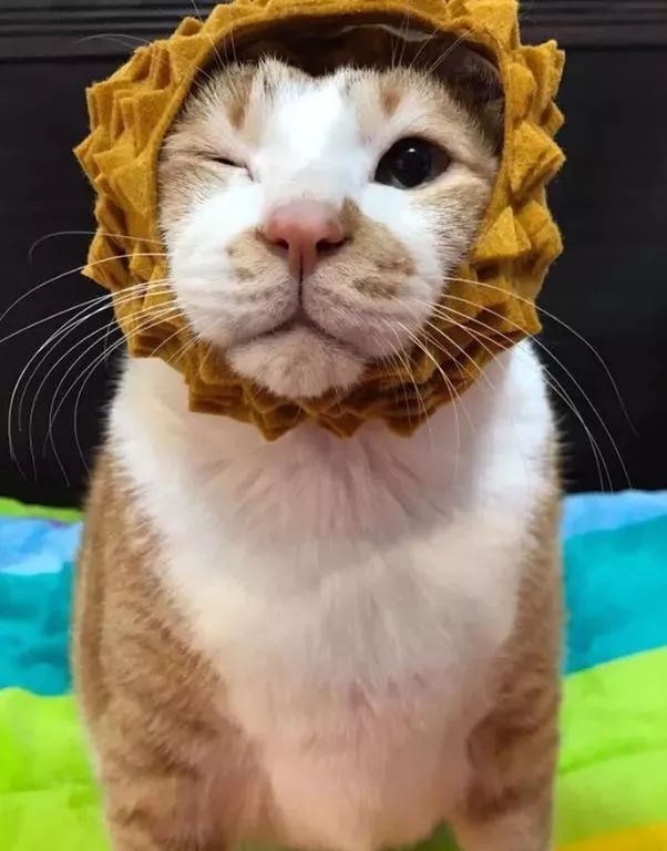 胖猫特别爱美，敷面膜的时候就像是一个小贵妇