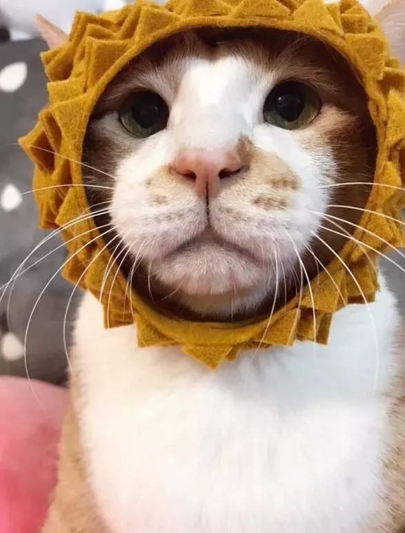 胖猫特别爱美，敷面膜的时候就像是一个小贵妇