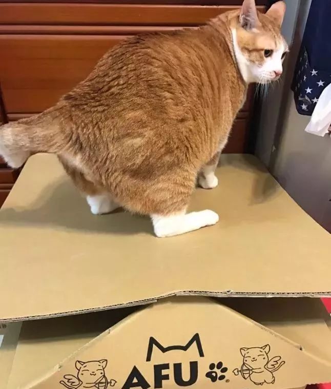 胖猫特别爱美，敷面膜的时候就像是一个小贵妇