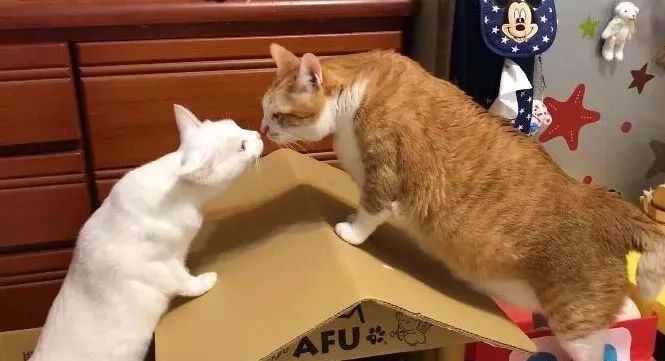 胖猫特别爱美，敷面膜的时候就像是一个小贵妇