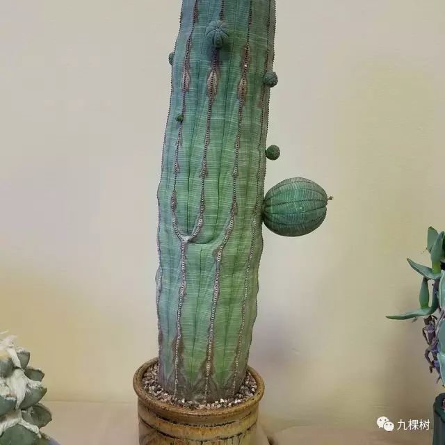 多肉万象最贵的品种,全世界最贵的多肉植物都有哪些