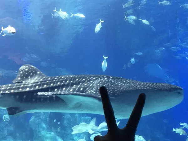 珠海长隆海洋王国宣传片,珠海长隆海洋王国