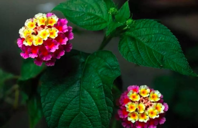 龟苗腐皮病最佳治疗方法,龟腐皮用什么药好得快