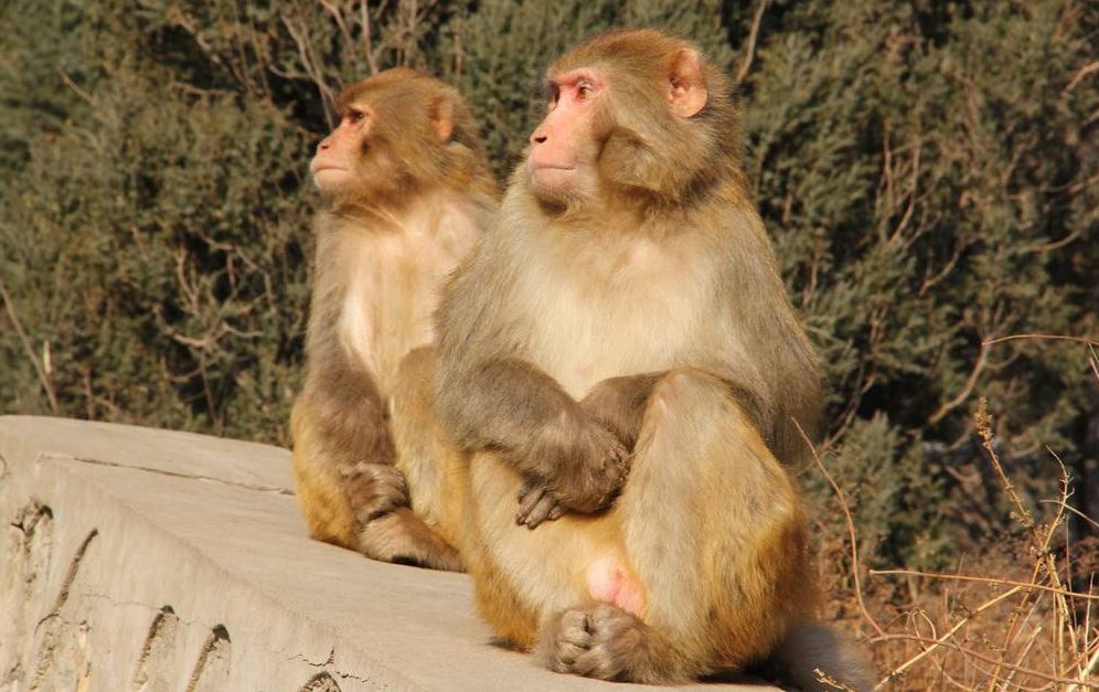 生肖猴初一到三十哪天最好,生肖猴明天需不需要躲春