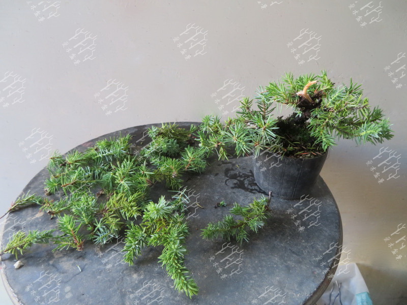 高山红皮刺柏盆景图片大全欣赏,刺柏盆景高压繁殖几月份操作较好