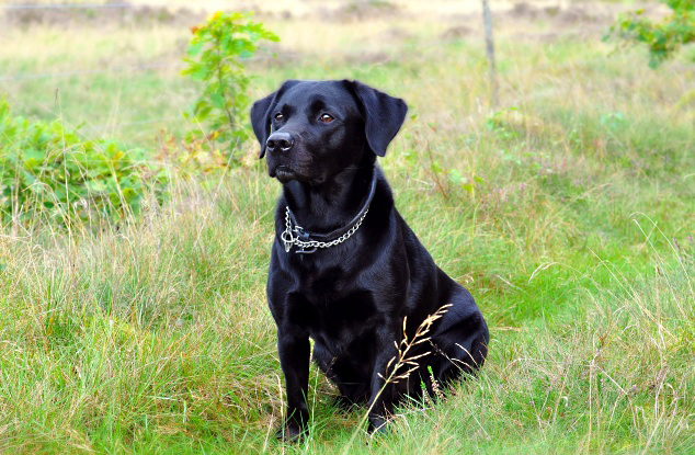 买狗狗需要准备什么物品,买狗狗都需要注意什么细节