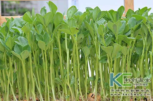 种芽苗菜无土栽培项目,无土芽苗菜生产技术
