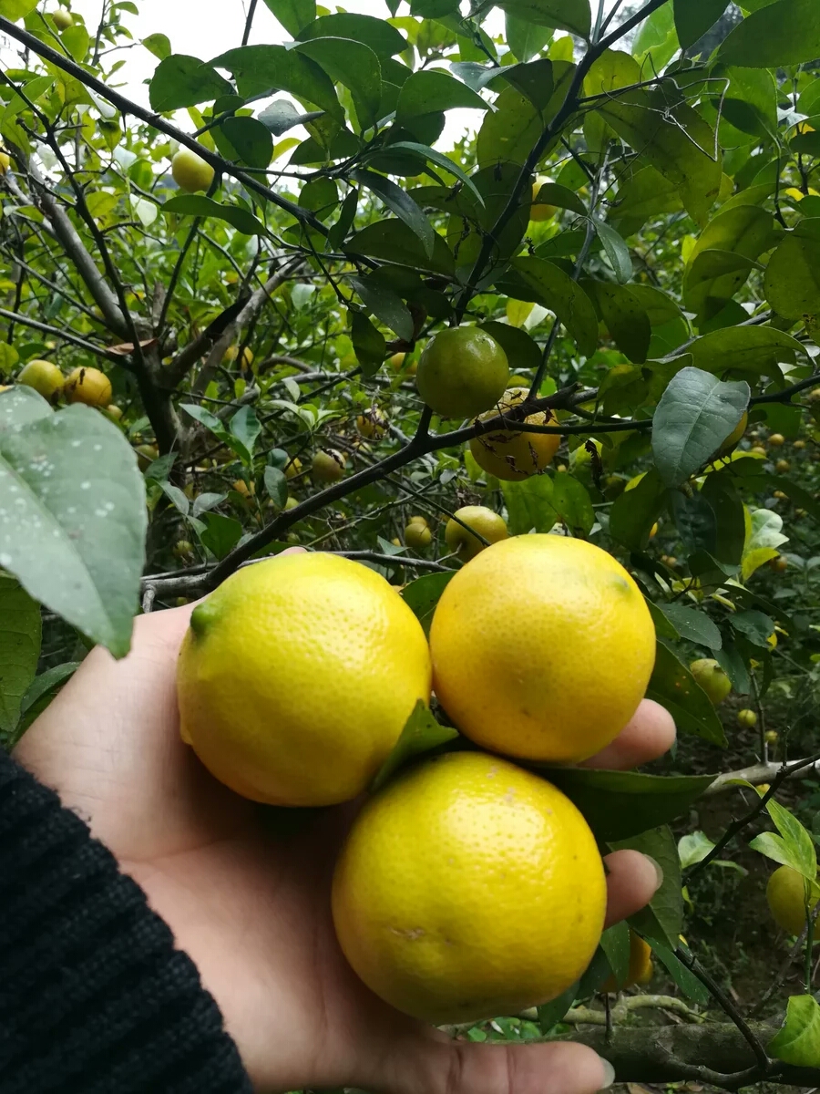 广西酸柠檬最正宗的腌制方法,广西咸柠檬的正宗腌制窍门