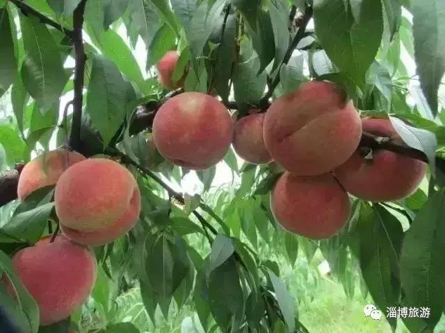 山东淄博特产便于携带送礼,淄博带回家的礼物