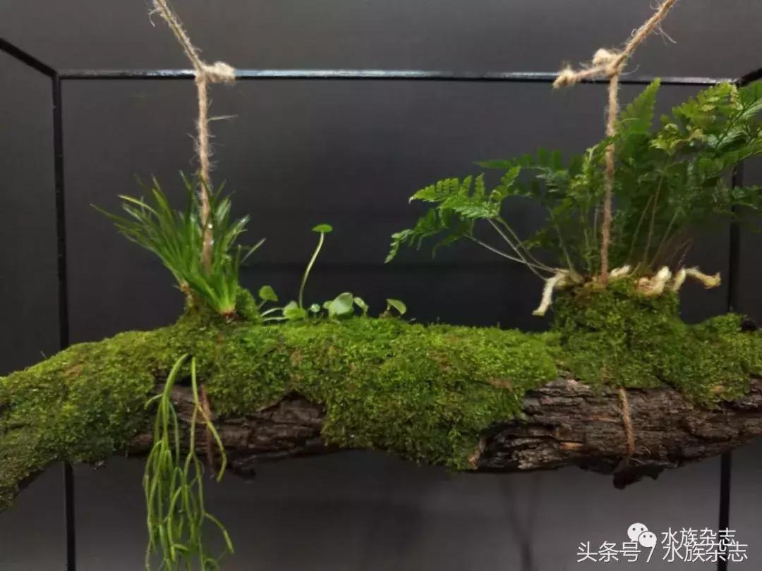 水陆雨林造景价格,水陆雨林造景之苔藓篇