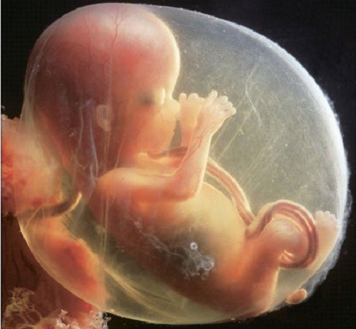胎儿在母体中的日日夜夜（一）