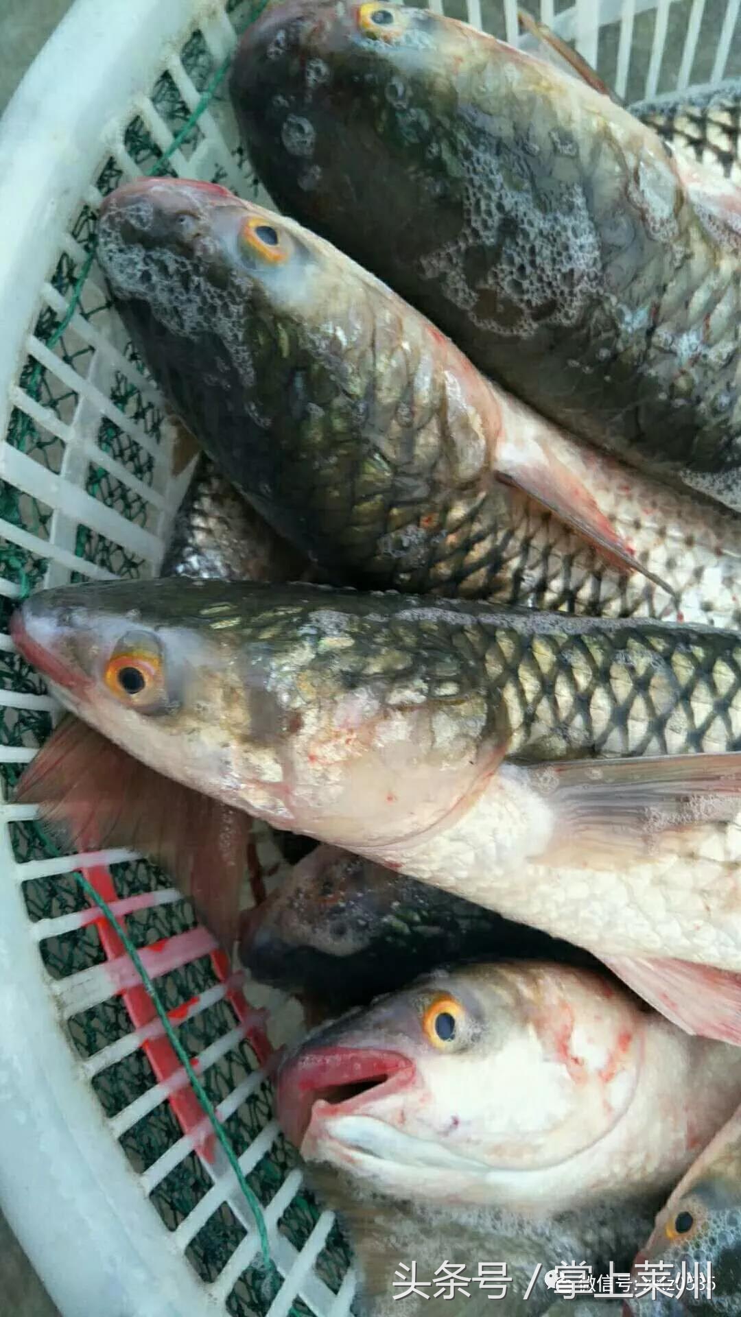 莱州三山岛有什么鱼,莱州三山岛渔港的鱼