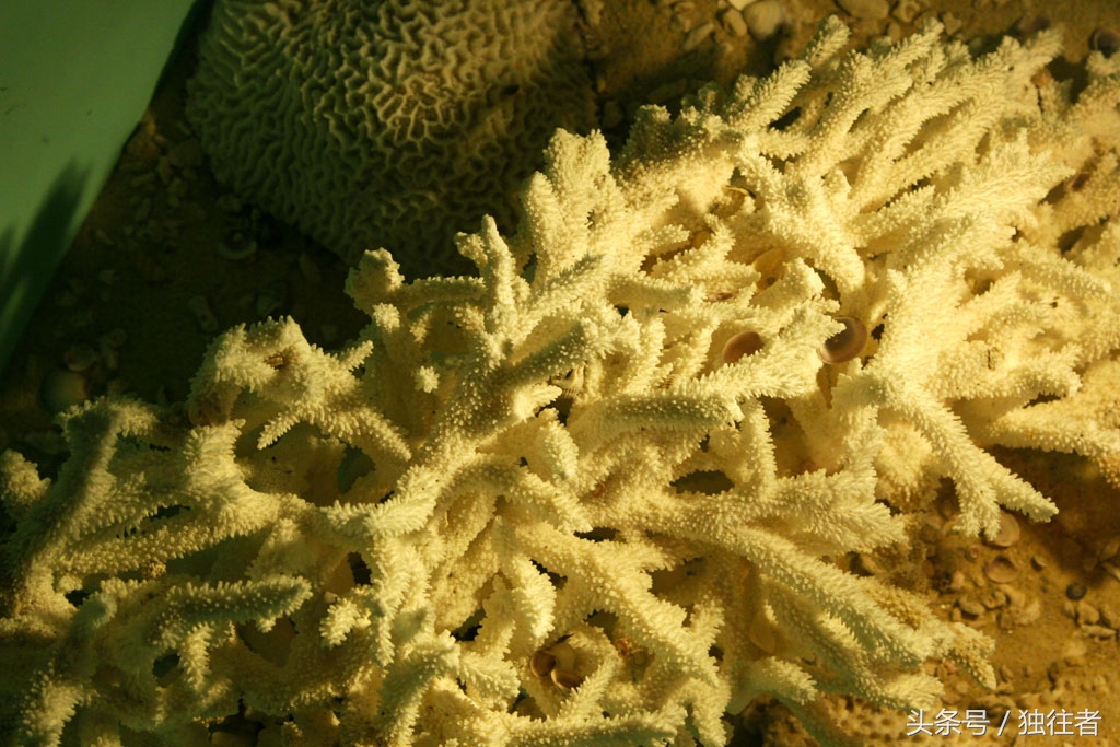 东方夏威夷是指亚龙湾吗,世界三大湾亚龙湾夏威夷