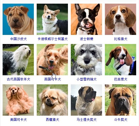 狗狗十大品种大全及图片,狗狗常见品种及图片名称