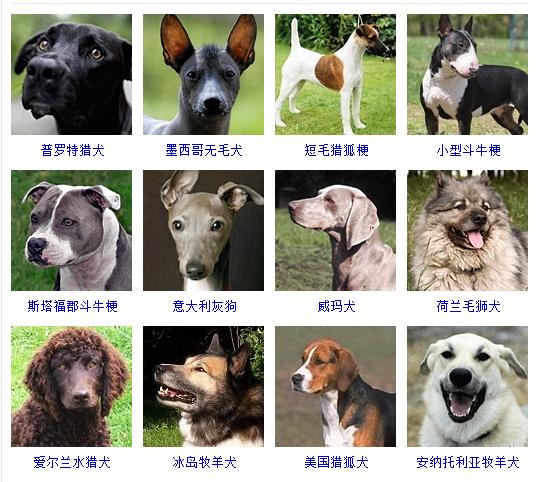 狗狗十大品种大全及图片,狗狗常见品种及图片名称