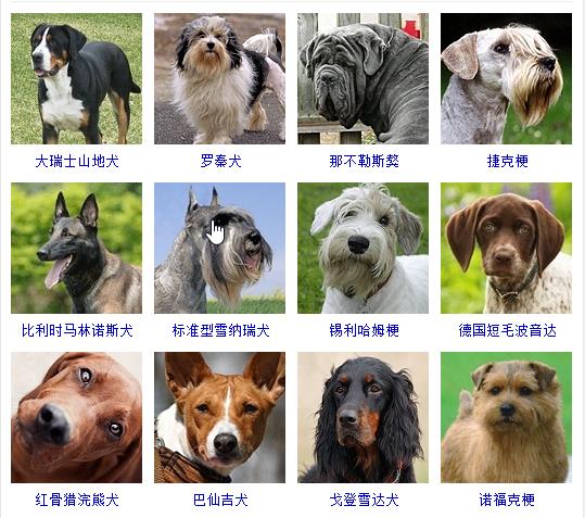 狗狗十大品种大全及图片,狗狗常见品种及图片名称