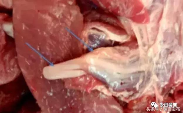 过年了,蒙自的这*猪种**肉千万别买!