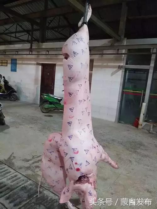 过年了,蒙自的这*猪种**肉千万别买!