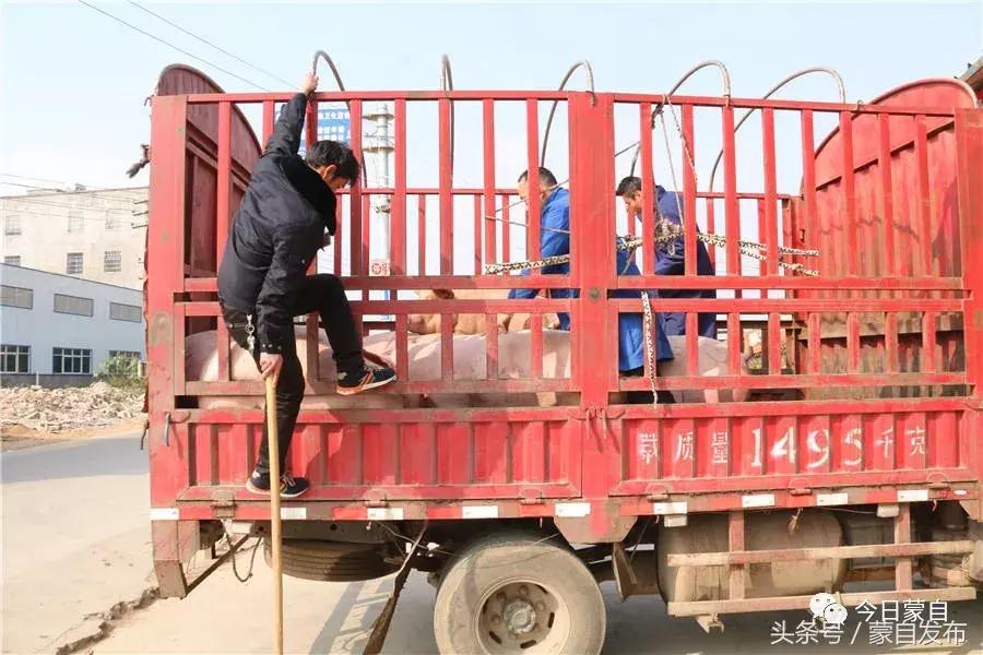 过年了,蒙自的这*猪种**肉千万别买!