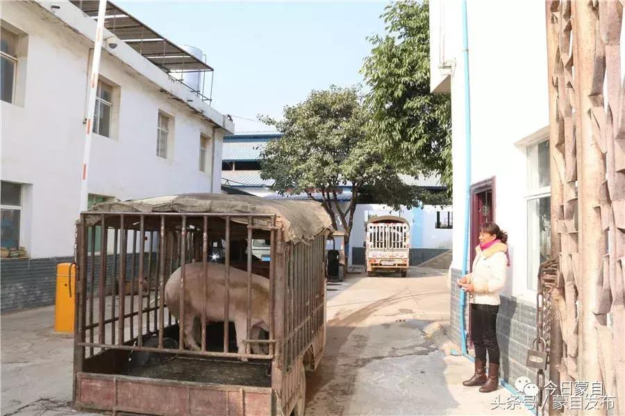 过年了,蒙自的这*猪种**肉千万别买!