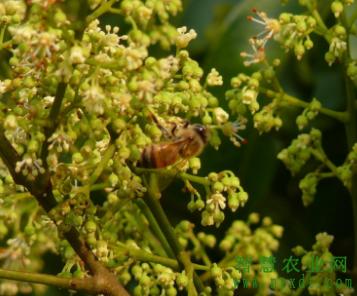 荔枝果树管理全套技术视频,果树管理技术与病虫害防治技术