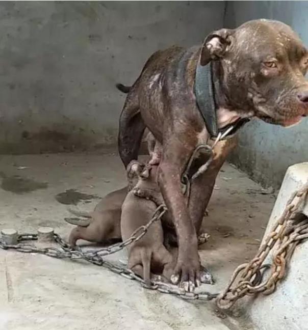 把母狗锁一辈子，不停地让她繁殖！母狗身上浑身都是伤痕