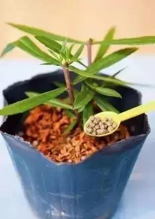 怎么样修剪花最好看,如何修剪花更美观