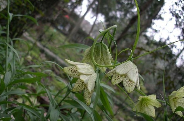 贝母止咳,贝母草药