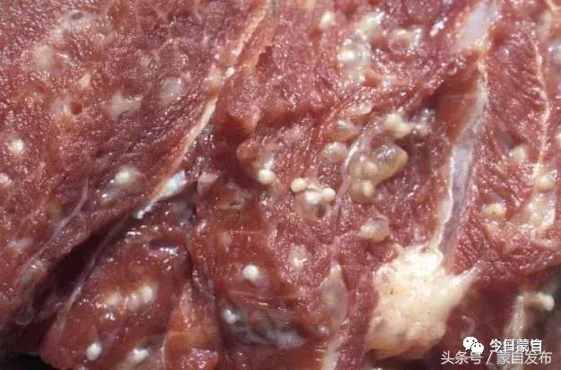 过年了,蒙自的这*猪种**肉千万别买!