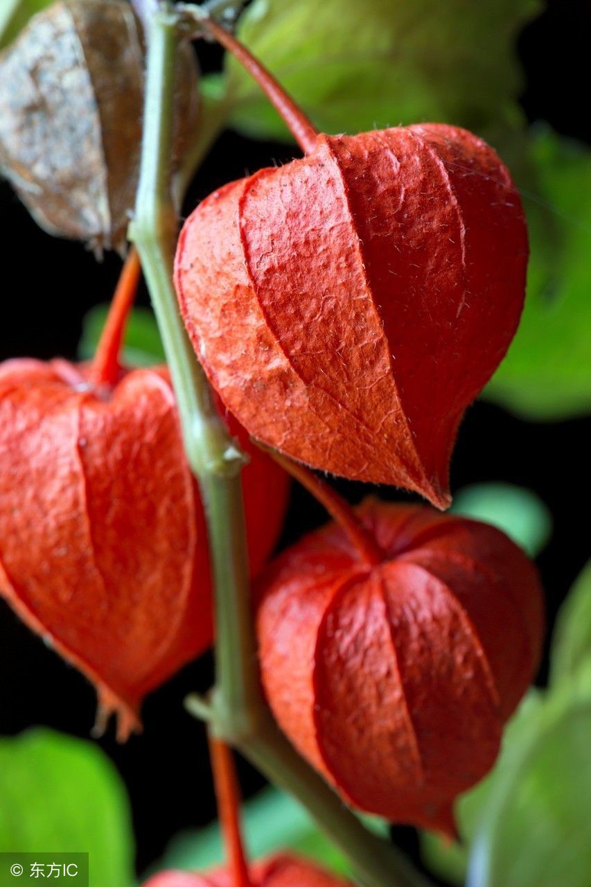 灯笼果一亩能产量多少斤,灯笼果是种什么地方的