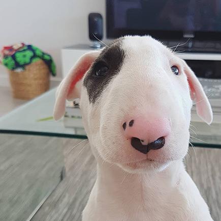 这年头，丑到极致也能红！牛头梗一颦一笑都像被谐星附体，超搞笑