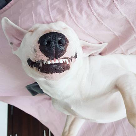 这年头，丑到极致也能红！牛头梗一颦一笑都像被谐星附体，超搞笑