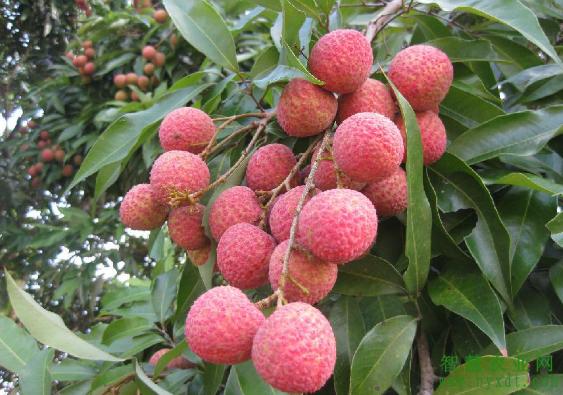 荔枝果树管理全套技术视频,果树管理技术与病虫害防治技术